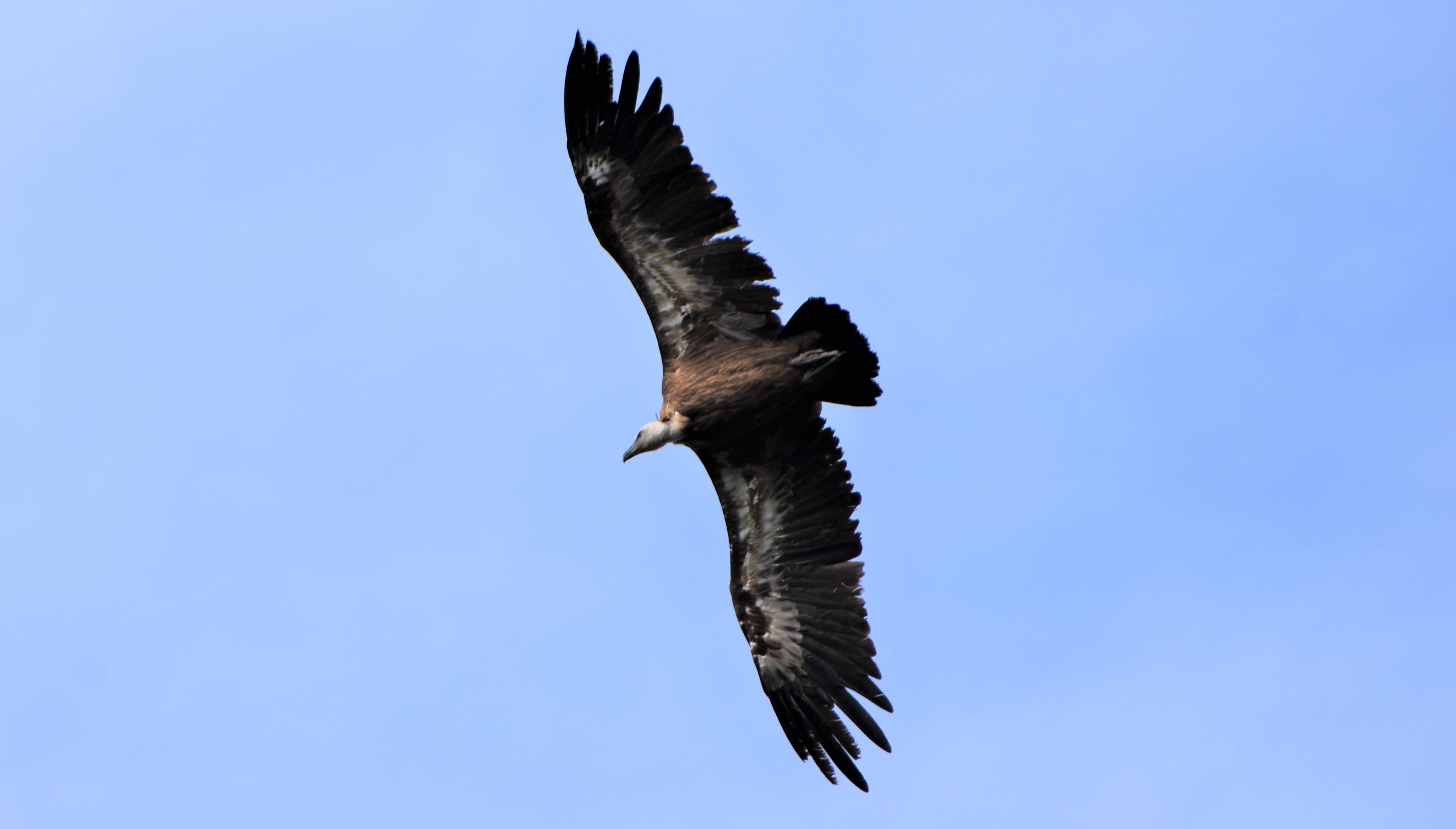 Vautour fauve
